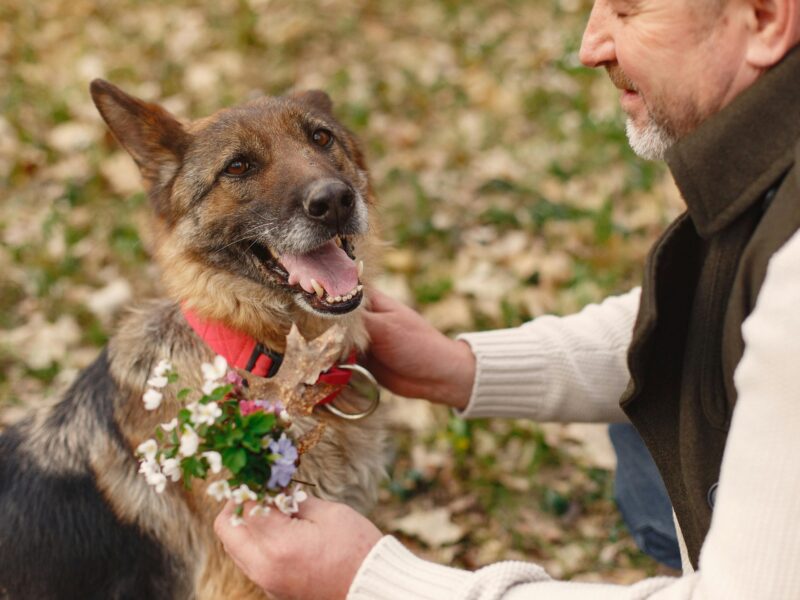 Zdjęcie do artykułu: Psi senior – jak dbać o starzejącego się pupila
